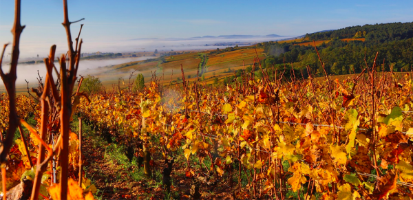 Enjoy Fine Wines At Hotel Le Cep In Burgundy