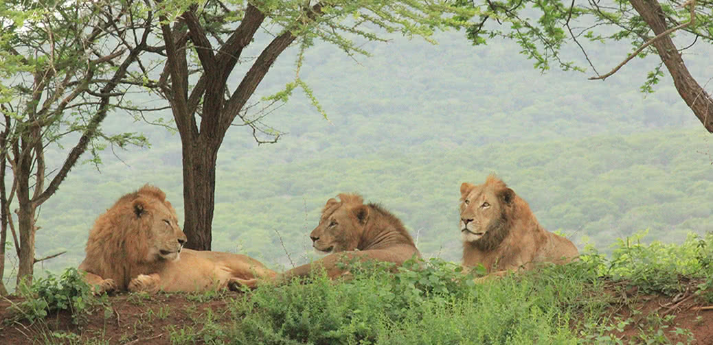 Best Most Family Friendly Safaris