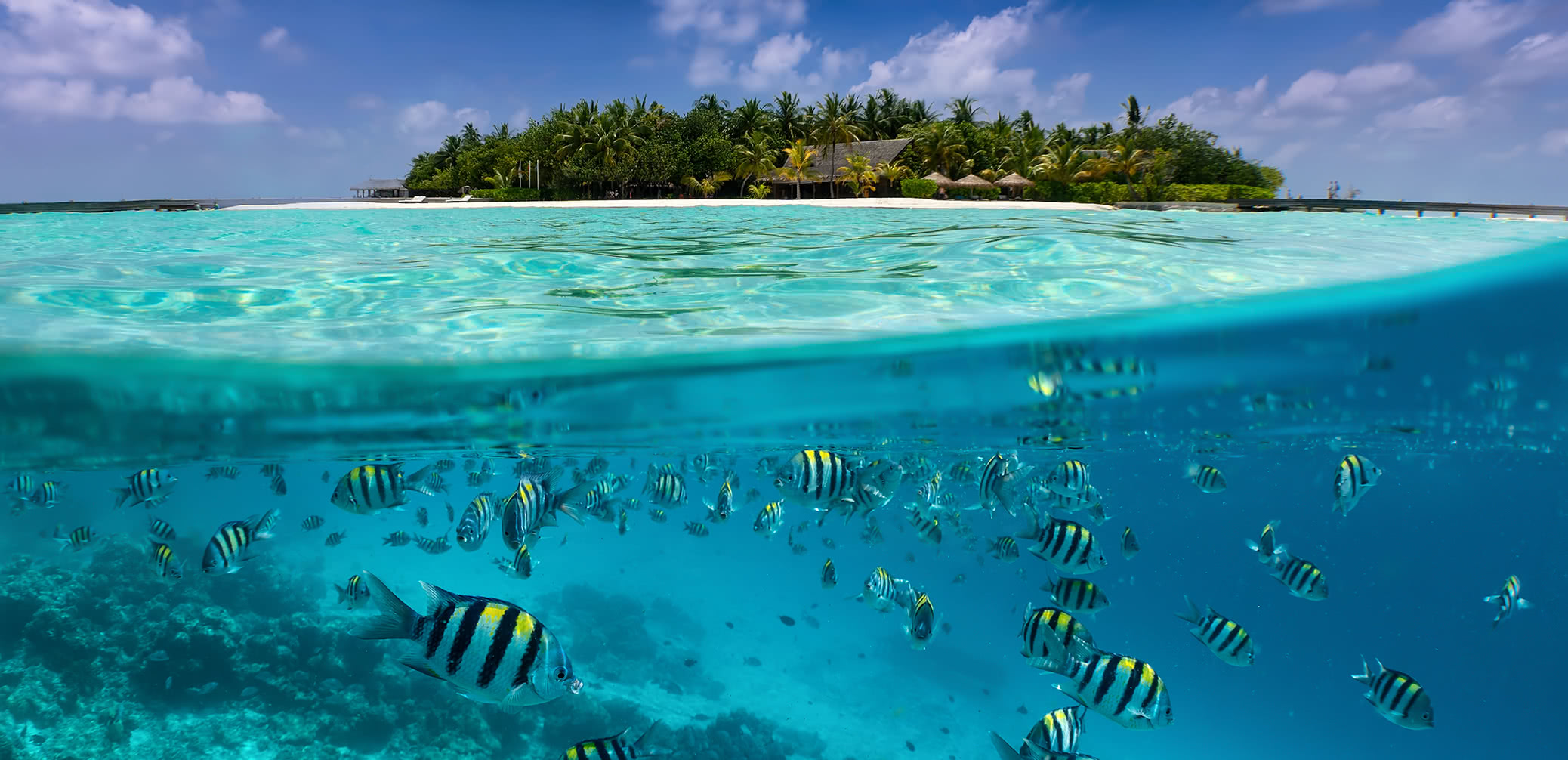 10 Best House Reefs In The Maldives