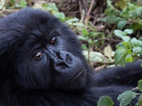 4 Night Once In A Lifetime Gorilla Expedition for 2 In Uganda