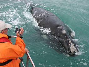 Whale Watching & Marine Big 5 Trip for 4 in Gansbaai, S. Africa