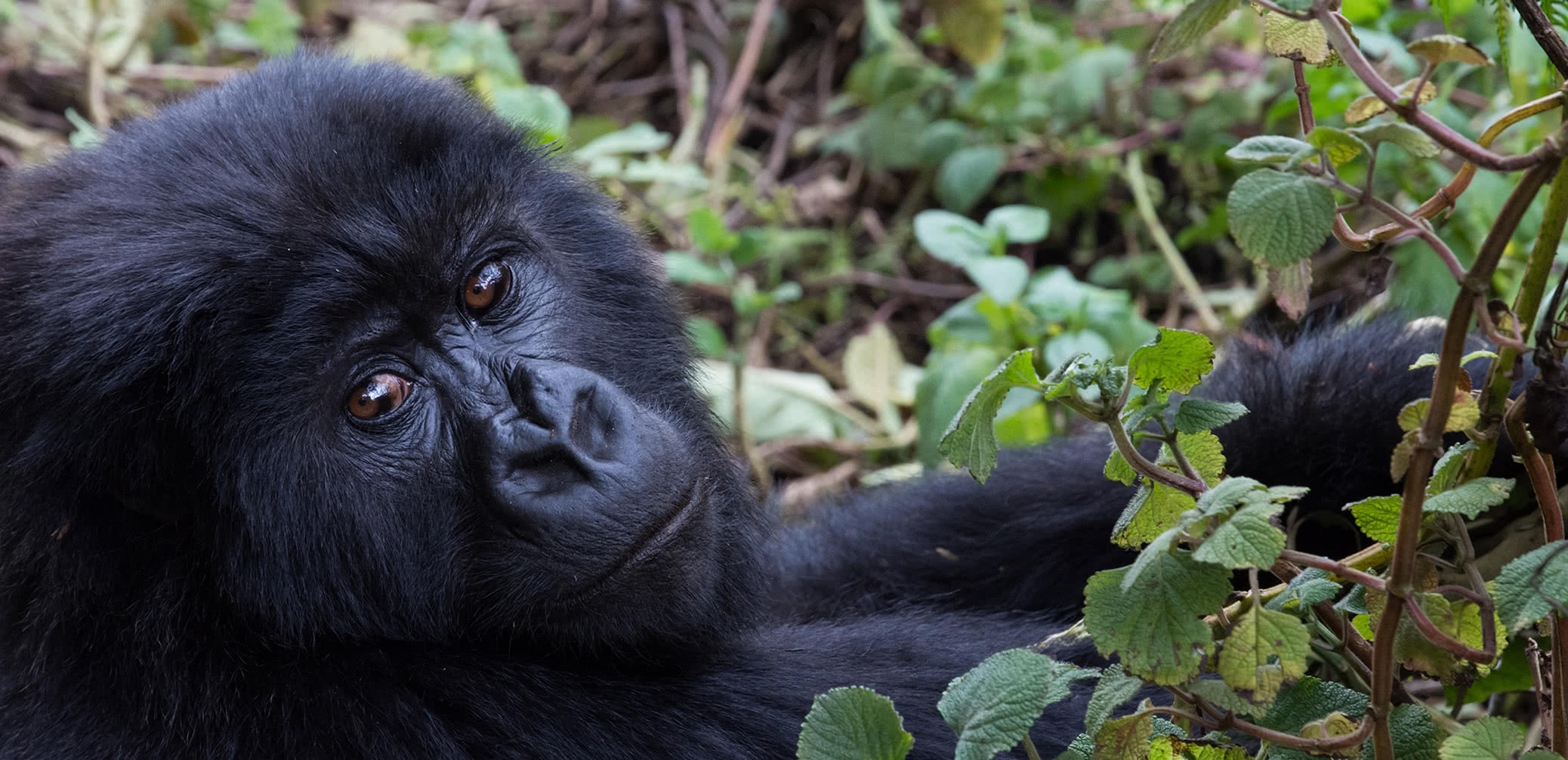 Top 5 Best Eco Safaris in Uganda