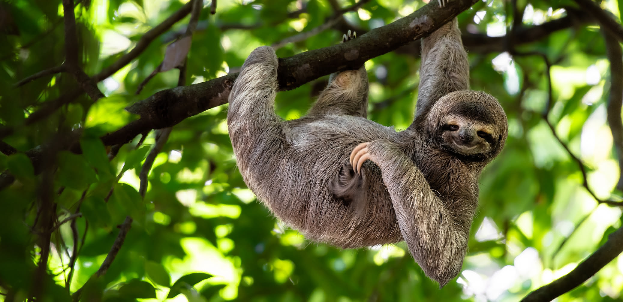 10 Best Animals In Costa Rica